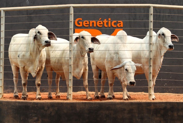 Consultoria Personalizada Impulsiona Pecuária de Cria na Fazenda Genética R1, em Rondônia