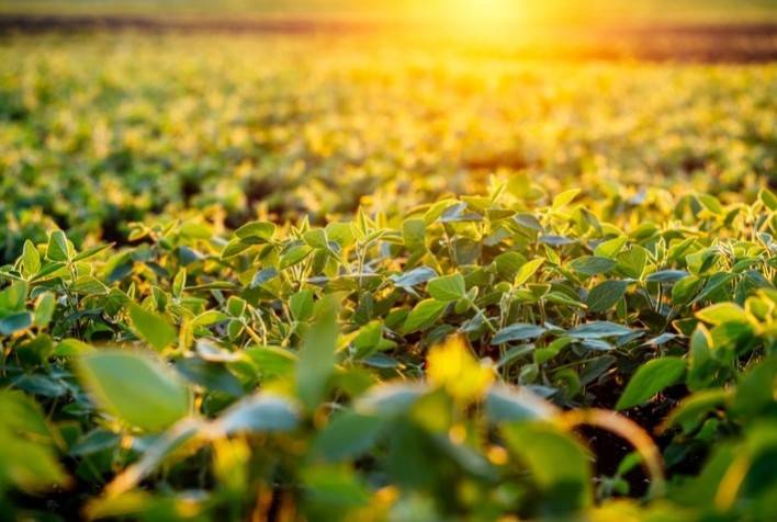 Bioestimulação de Plantas: Solução Promissora para os Desafios Climáticos na Safra 2024/2025