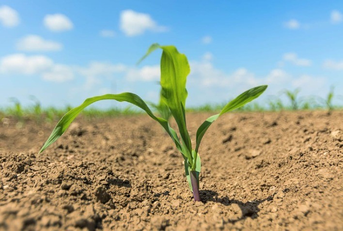 Bactéria Promissora para Mitigar Efeitos da Seca nas Lavouras