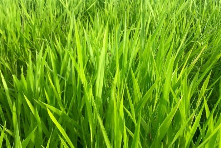 Cultivo de Gramados Impulsiona Floricultura Paranaense e Gera R$ 158 Milhões em 2023