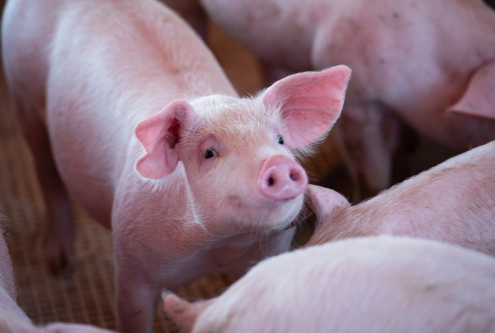 Manejo Eficiente na Terminação de Suínos: Foco em Nutrição, Água e Ambiente