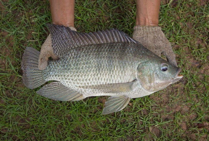 Preços da Tilápia Sofrem Queda em Setembro Devido à Oferta Elevada e Demanda Fraca