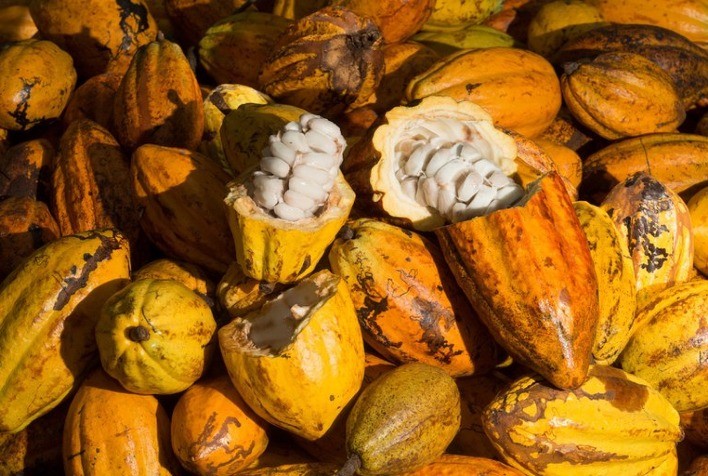 Recebimento de Cacau Nacional Cai 23% nos Nove Primeiros Meses de 2024