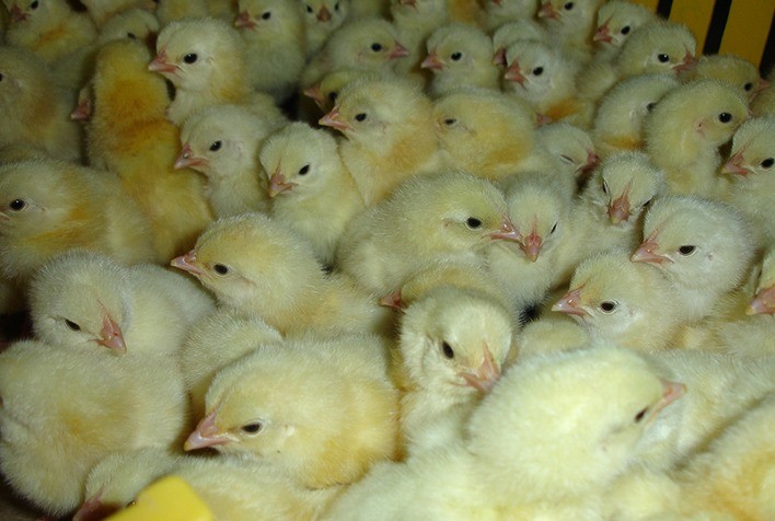 Crescimento das Exportações de Genética Avícola no Brasil em Setembro