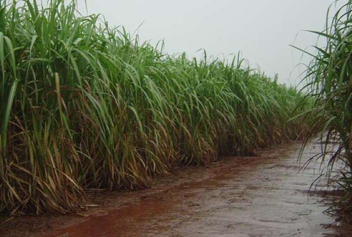 Chuvas influenciam o mercado e preços do açúcar recuam