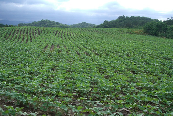 Aumento na Área Plantada de Feijão-Preto no Paraná