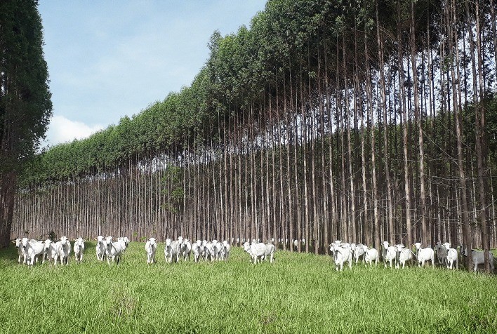 Recuperação de Pastagens Degradadas Através da Integração Lavoura-Pecuária-Floresta