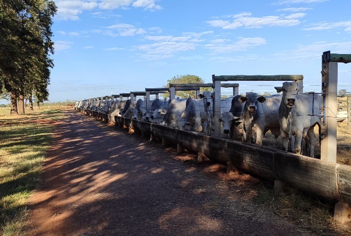 Sustentabilidade Bioeconômica na Pecuária de Corte: Iniciativa Revolucionária em Desenvolvimento