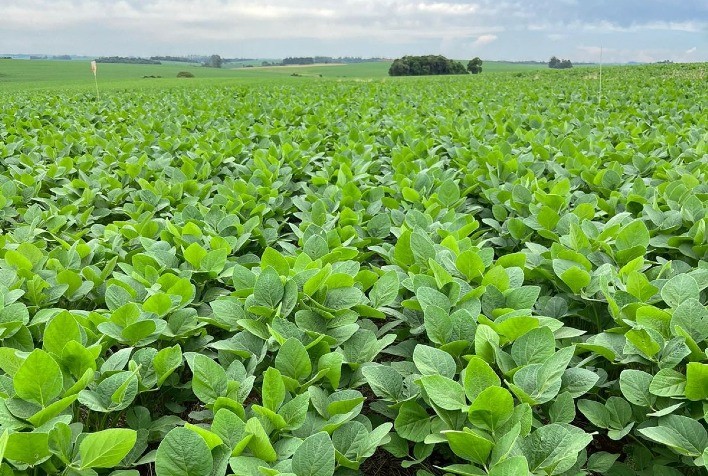 Demanda por Fertilizantes Organominerais Aumenta Após Queimadas e Enchentes no Cultivo da Soja