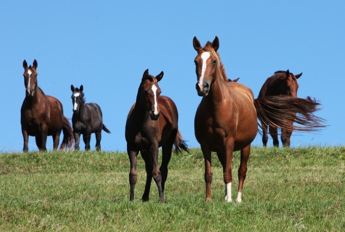 Cólica Equina: Uma Emergência Veterinária de Impactos Significativos