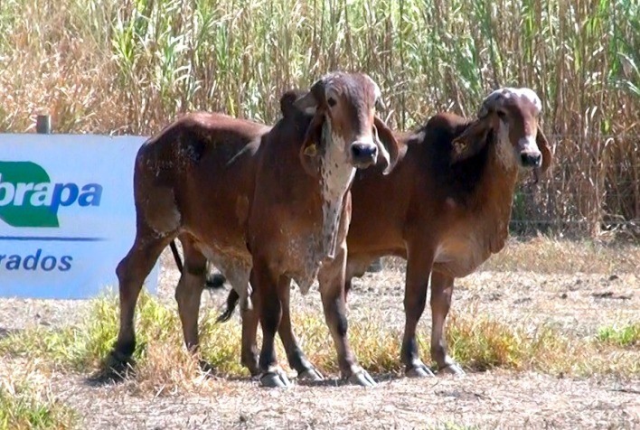 Embrapa Cerrados Inicia Novo Leilão Online de Bovinos Leiteiros