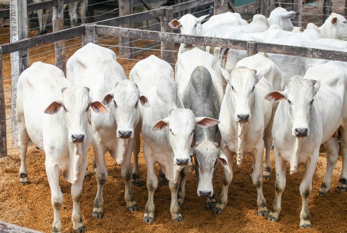 Resistência a Antiparasitários Afeta a Rentabilidade da Pecuária