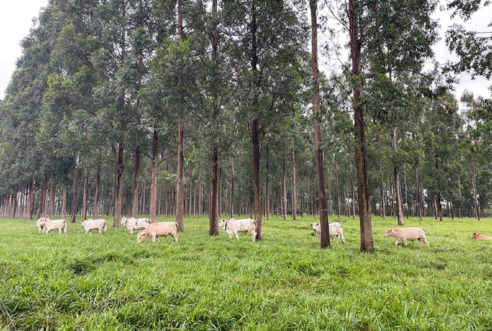 Uso da Área Basal de Troncos Potencializa Manejo de Sistemas Silvipastoris