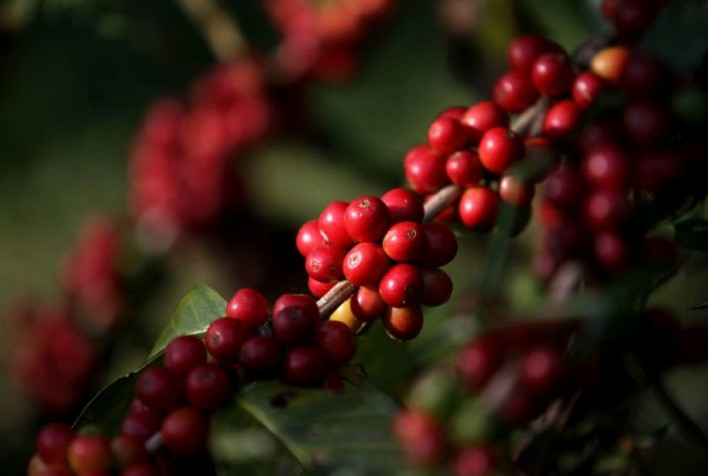 Mercado do Café Registra Quedas com a Chegada das Chuvas no Brasil