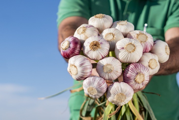 Aumento nos Preços de Alho e Tomate em Minas Gerais; Batata e Cenoura Enfrentam Queda