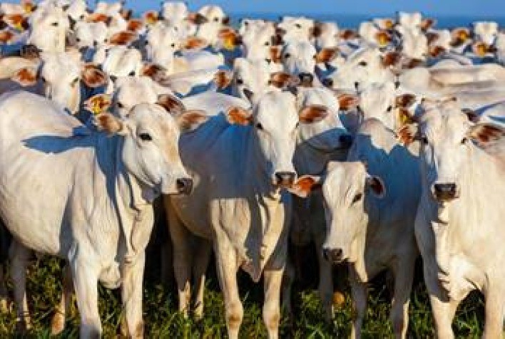 Crescimento do Rebanho Bovino no Nordeste: Um Marco na Pecuária Brasileira