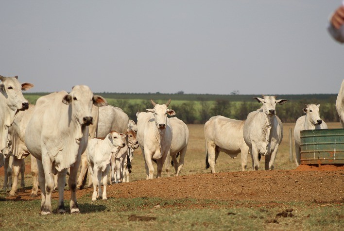 Circuito Cria: Revelando a Realidade da Produção de Bezerros no Brasil