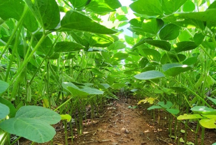 Eficácia do Fulland: Estudo Valida Translocação de Fungicidas pela Satis