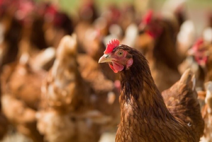 Impactos dos Desafios Entéricos na Produção de Ovos: A Necessidade de Cuidados Adequados