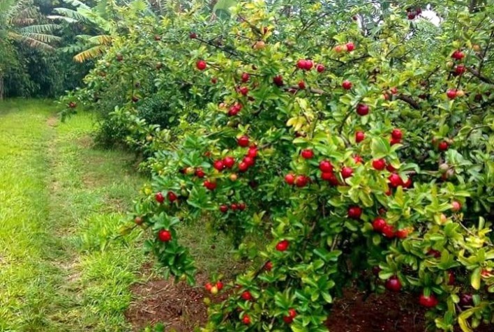 Produtores de Acerola em Pérola, Paraná, Buscam Indicação Geográfica para o Produto