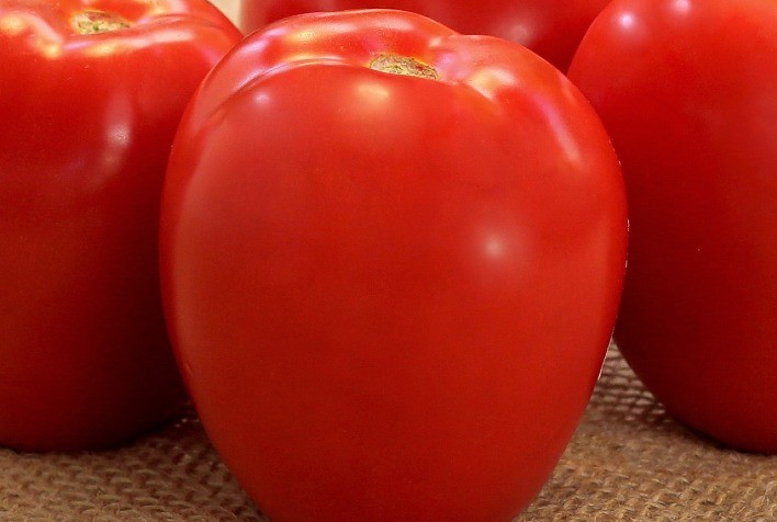 Produtores Optam pelo Tomate Híbrido Ferrari para Resultados Consistentes