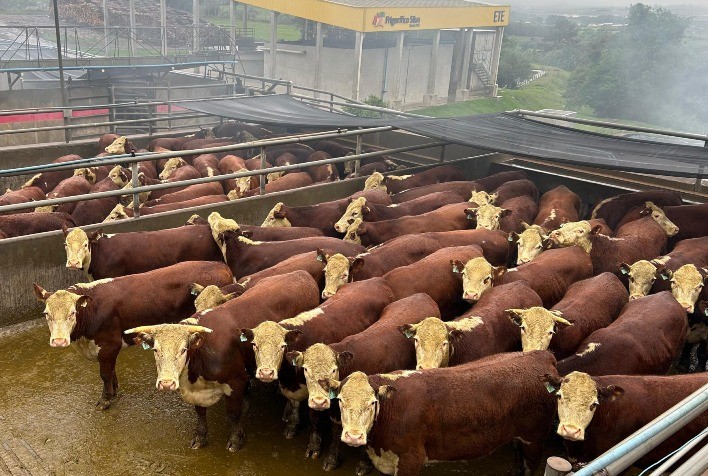 Produtores e Indústria se Alinham em Concurso de Carcaças para Oferecer Carne de Qualidade ao Consumidor