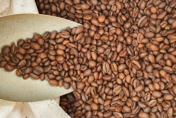 Novas Iniciativas de Pesquisa Visam Avançar a Cafeicultura no Amazonas