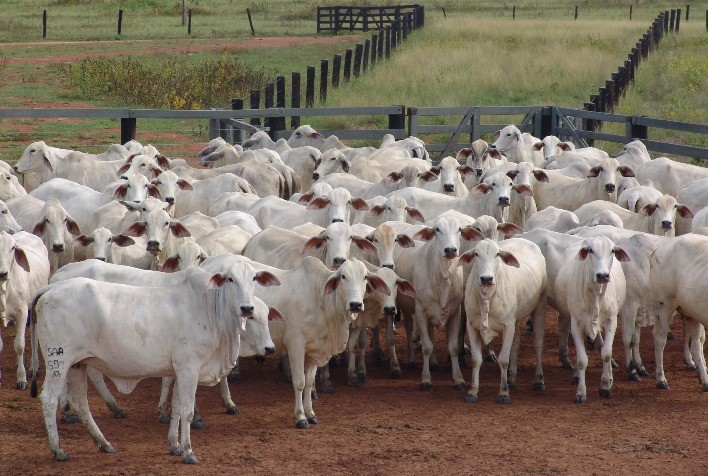 Atenção Redobrada: Controle de Parasitas na Pecuária com a Chegada das Chuvas