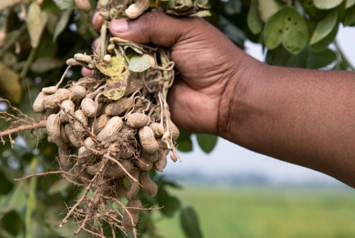 Avanços na Eficiência do Cultivo de Amendoim com Tecnologias de Monitoramento