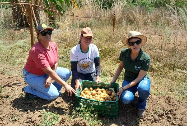 Cultivo de Batata-Inglesa no Vale do Jequitinhonha Apresenta Resultados Promissores