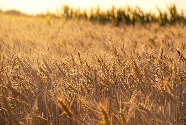 Resultados da Safra de Trigo Paulista serão Apresentados em Reunião Final da Câmara Setorial