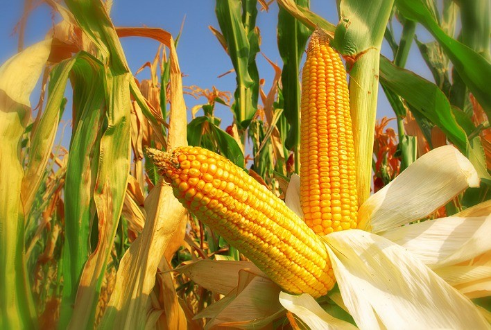 Preços Futuros do Milho Registram Queda nas Bolsas Nacional e Internacional