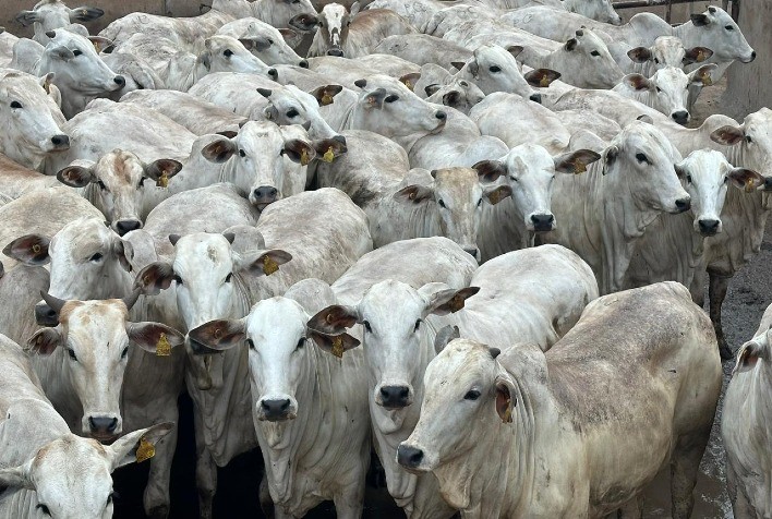 Diamantino (MT) Sedia 21ª Etapa do Circuito Nelore de Qualidade 2024 com Avaliação de 3.700 Animais