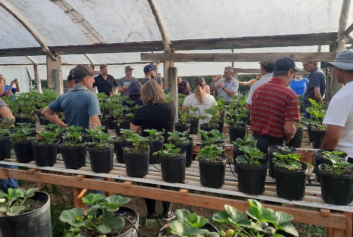 Capacitação Técnica Revoluciona Cultivo de Morango na Região Metropolitana de Curitiba