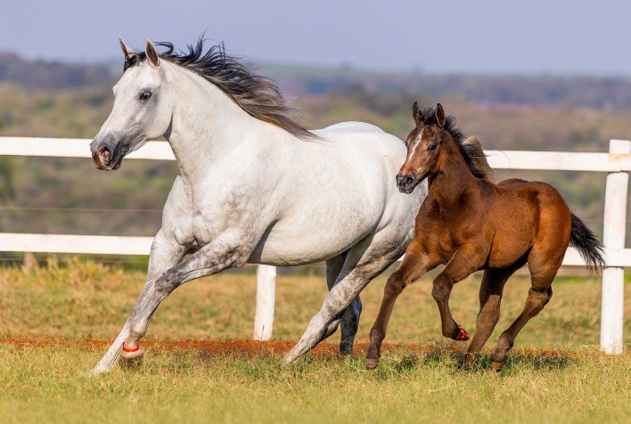 18º Leilão Caruana & Promissão Apresenta Animais de Alta Performance e Genética Excepcional