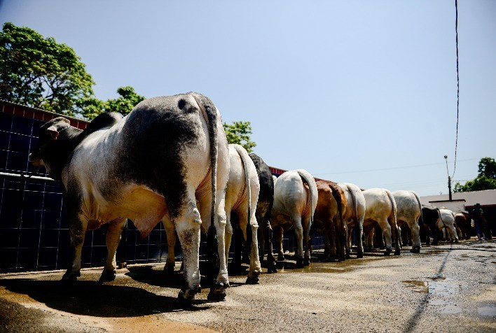 20ª ExpoBrahman Inicia Esta Semana com Recorde de Inscrições