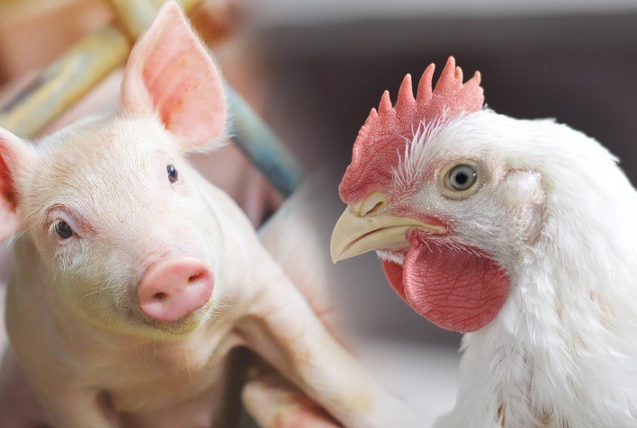 Custos de Produção de Frangos e Suínos Registram Alta em Setembro