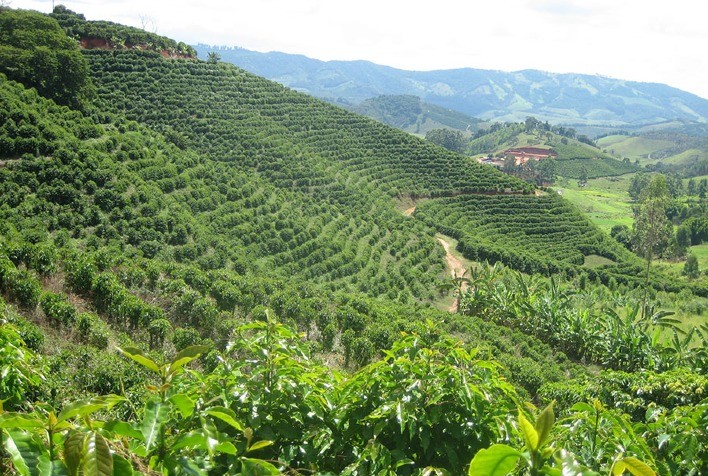 Probióticos: aliados no controle de doenças e crescimento de mudas de café