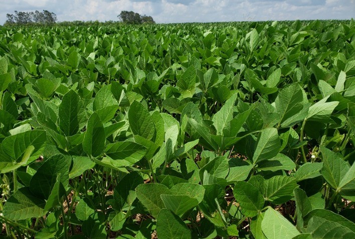 AgBiTech Consolida Liderança no Mercado de Baculovírus com Alta Pressão de Lagartas