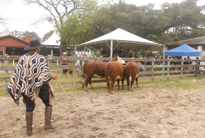 Expofeira de Pelotas Revela Vencedores das Raças Hereford e Braford