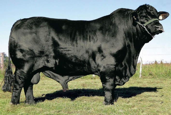 Leilão de Genética Brangus Destaca Criadores do Sul do Brasil na EXPOCHAPECÓ