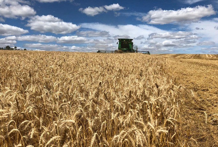 Safra de trigo no Rio Grande do Sul avança com impacto das chuvas