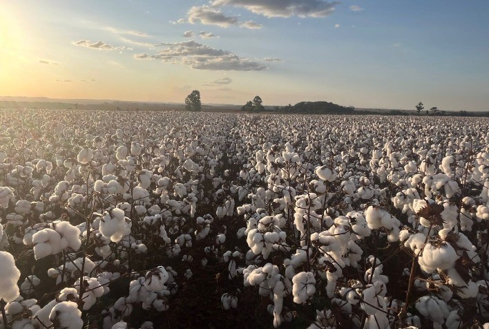 Produção de algodão na China deve crescer 3% em 2024/25