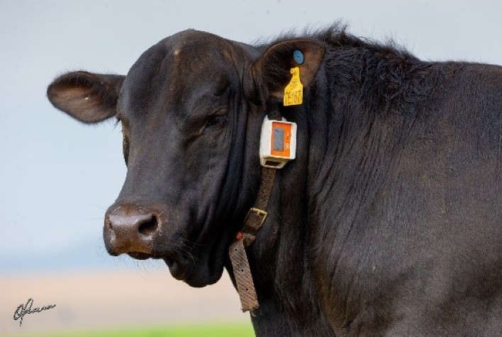 Sistema de Geolocalização Auxilia Pecuaristas Gaúchos no Combate ao Furto de Gado