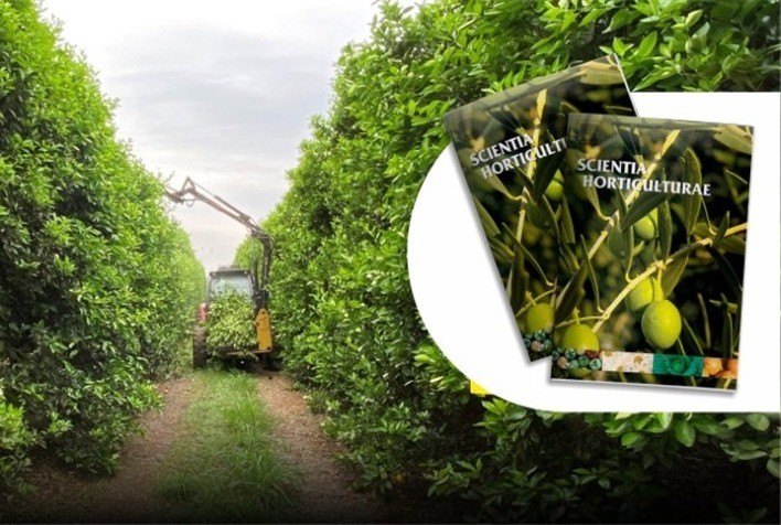 Efeitos da Poda de Topo em Laranjeiras: Uma Estratégia de Controle do Greening