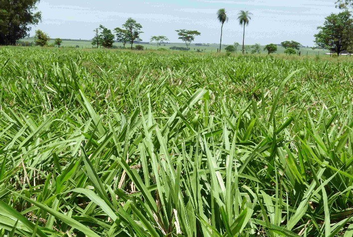 Embrapa e Latina Seeds Apresentam Tecnologia Inovadora para Revitalização de Pastagens
