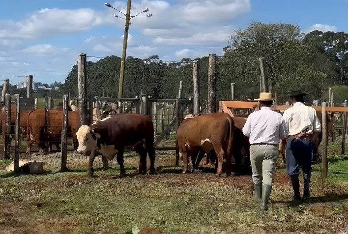 1ª Exposição de Hereford e Braford dos Campos de Cima da Serra revela os campeões