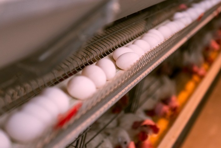 A qualidade dos ovos depende da nutrição adequada das aves