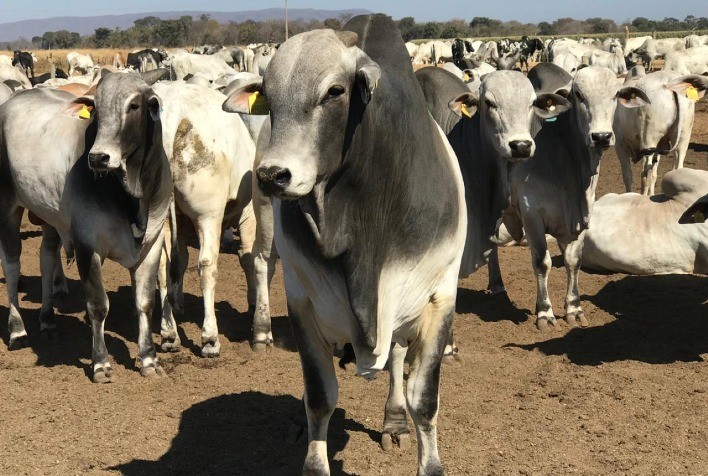 Preços do boi gordo aumentam 9% na primeira quinzena de outubro