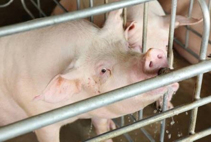 Ácidos Orgânicos na Água de Bebedouro para Suínas e Seu Impacto na Saúde das Granjas